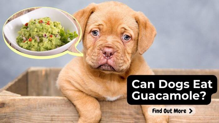 Can Dogs Eat Guacamole