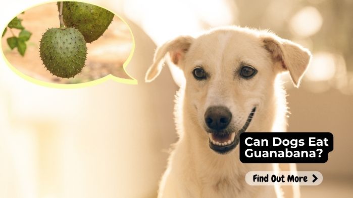 Can Dogs Eat Guanabana?