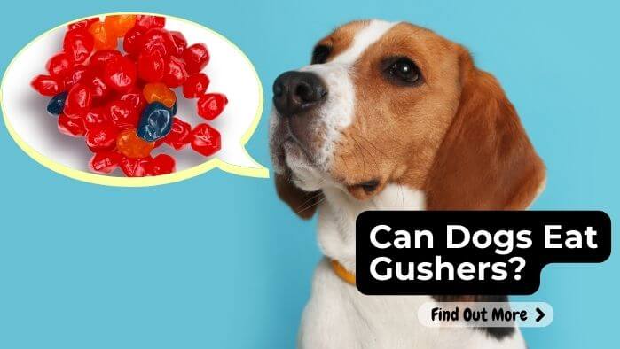 Can Dogs Eat Gushers