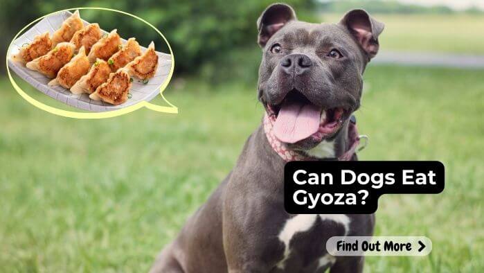 Can Dogs Eat Gyoza