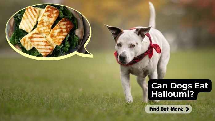 Can Dogs Eat Halloumi