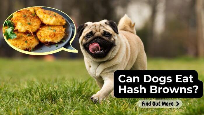 Can Dogs Eat Hash Browns