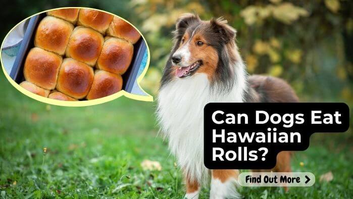 Can Dogs Eat Hawaiian Rolls