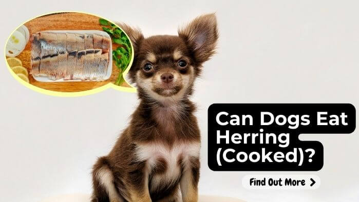 Can Dogs Eat Herring (Cooked)