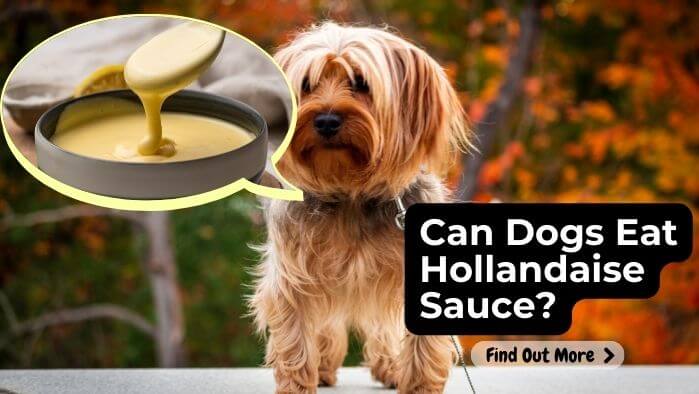 Can Dogs Eat Hollandaise Sauce