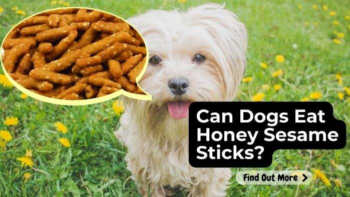 Can Dogs Eat Honey Sesame Sticks