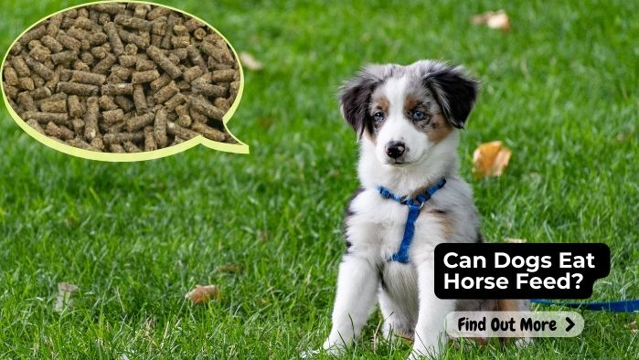 Can Dogs Eat Horse Feed?