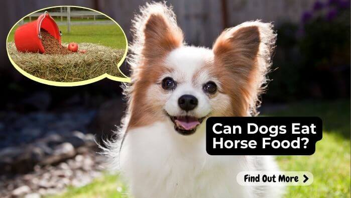 Can Dogs Eat Horse Food