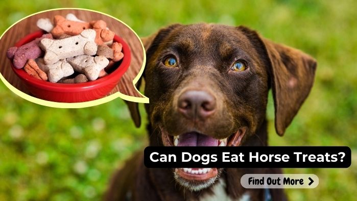 Can Dogs Eat Horse Treats