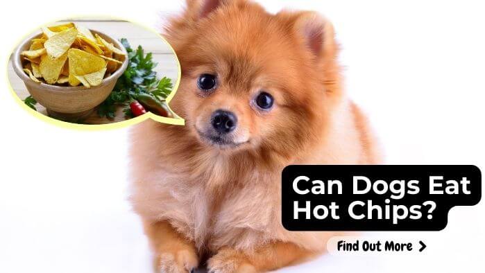 Can Dogs Eat Hot Chips