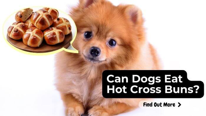 Can Dogs Eat Hot Cross Buns