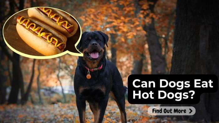 Can Dogs Eat Hot Dogs