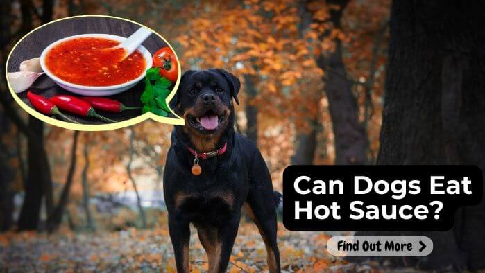 Can Dogs Eat Hot Sauce