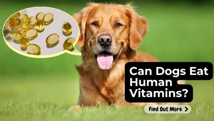 Can Dogs Eat Human Vitamins