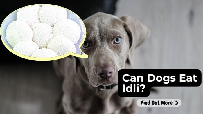 Can Dogs Eat Idli