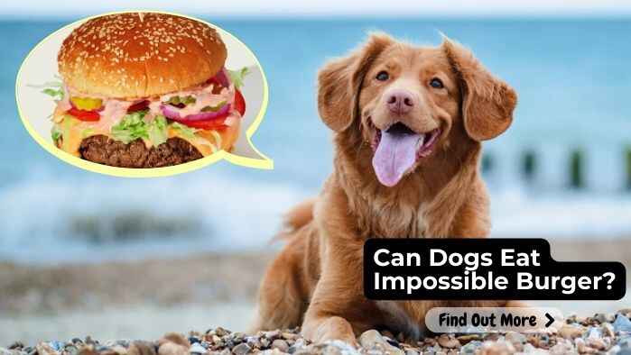 Can Dogs Eat Impossible Burger