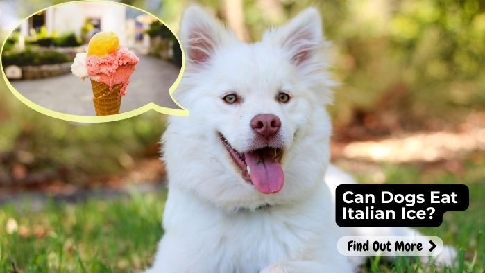 Can Dogs Eat Italian Ice