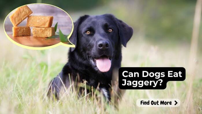 Can Dogs Eat Jaggery