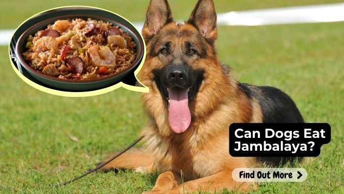 Can Dogs Eat Jambalaya