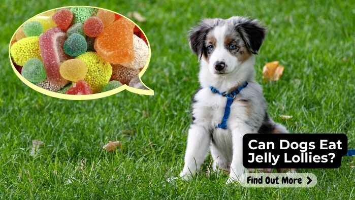 Can Dogs Eat Jelly Lollies