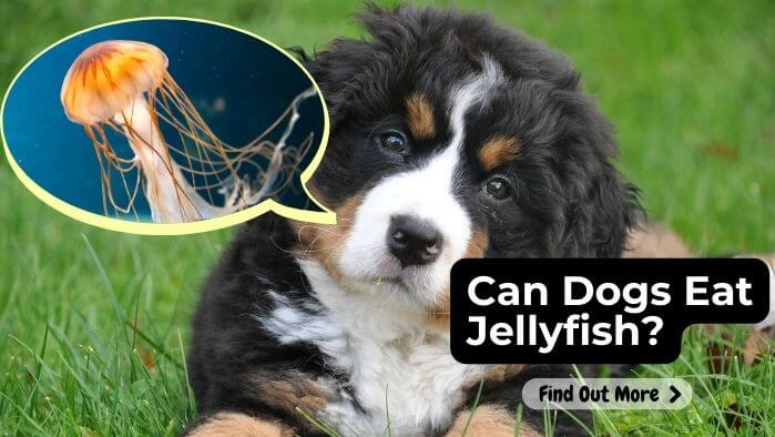 Can Dogs Eat Jellyfish