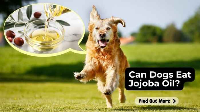 Can Dogs Eat Jojoba Oil