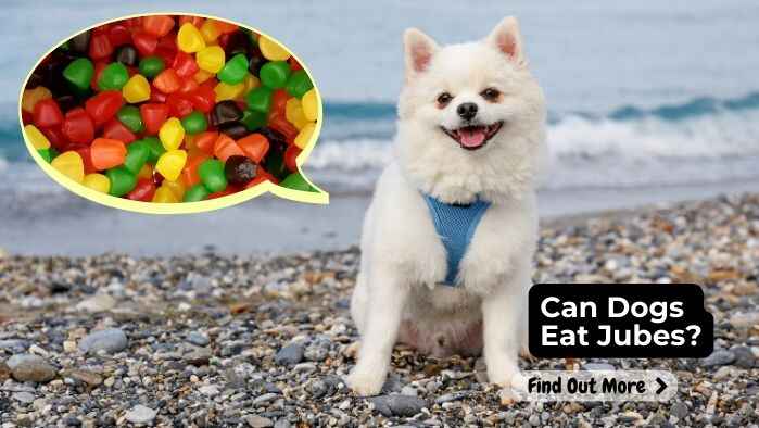 Can Dogs Eat Jubes