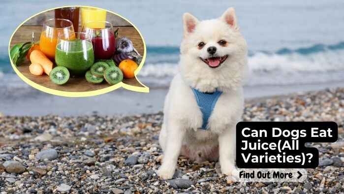Can Dogs Eat Juice All Varieties