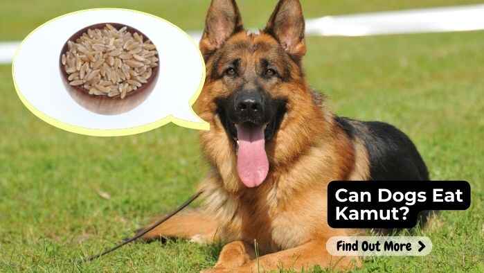 Can Dogs Eat Kamut