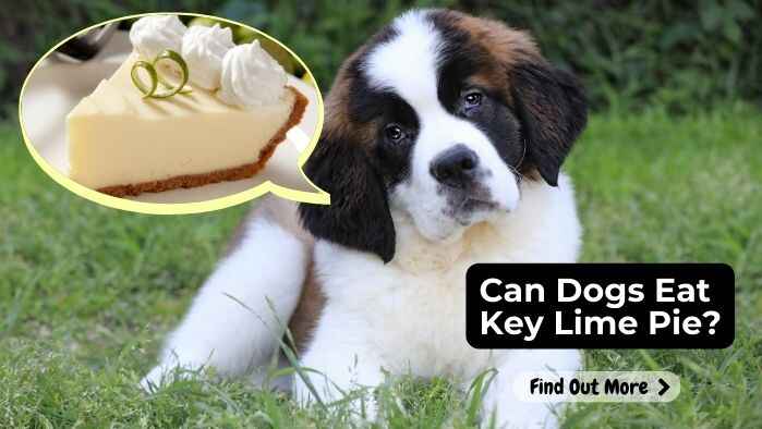 Can Dogs Eat Key Lime Pie