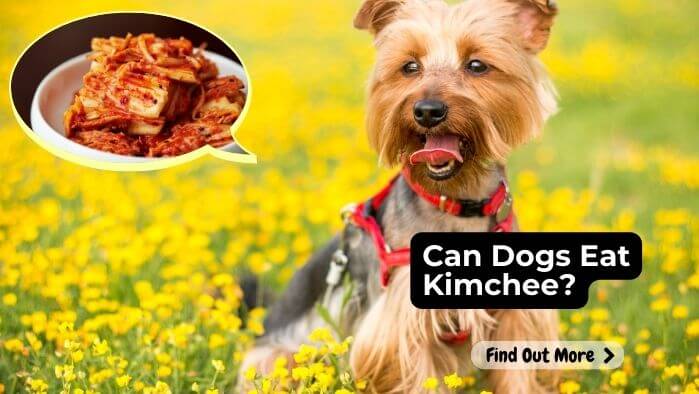 Can Dogs Eat Kimchee