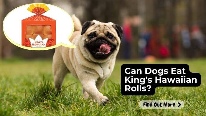 Can Dogs Eat Kings Hawaiian Rolls