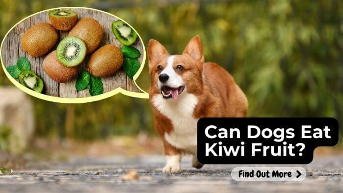 Can Dogs Eat Kiwi Fruit