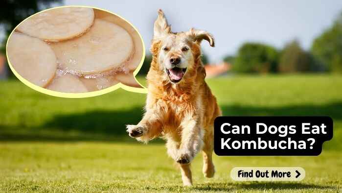 Can Dogs Eat Kombucha