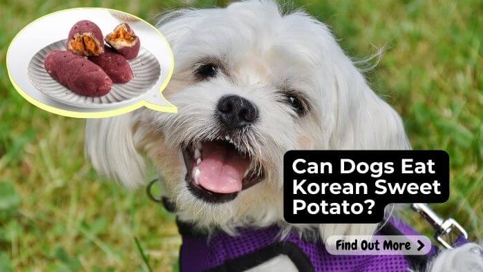 Can Dogs Eat Korean Sweet Potato