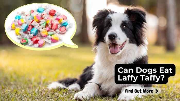 Can Dogs Eat Laffy Taffy