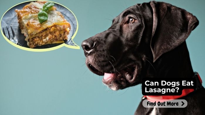 Can Dogs Eat Lasagne