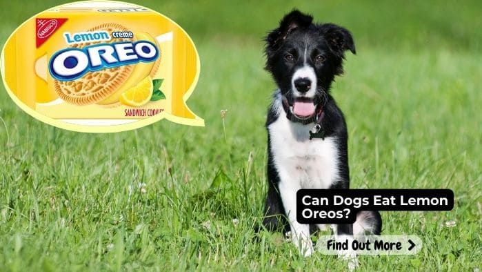 Can Dogs Eat Lemon Oreos