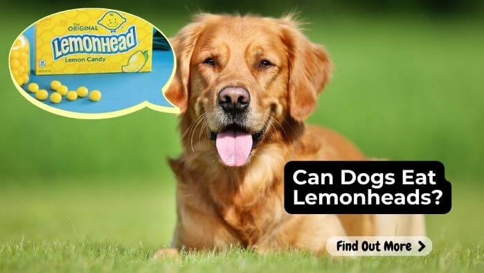 Can Dogs Eat Lemonheads