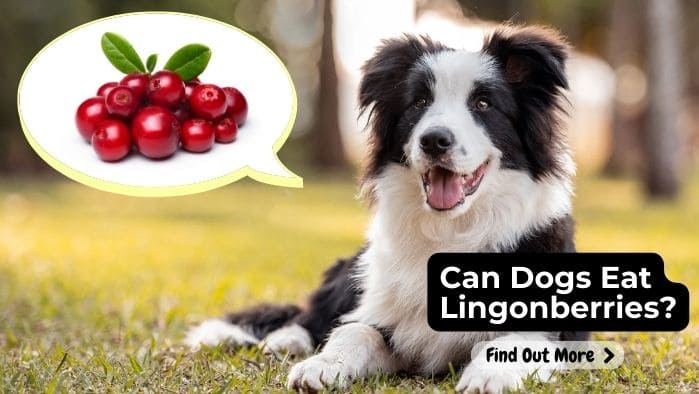 Can Dogs Eat Lingonberries