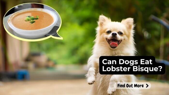 Can Dogs Eat Lobster Bisque