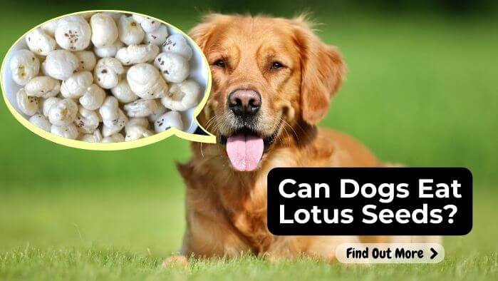 Can Dogs Eat Lotus Seeds