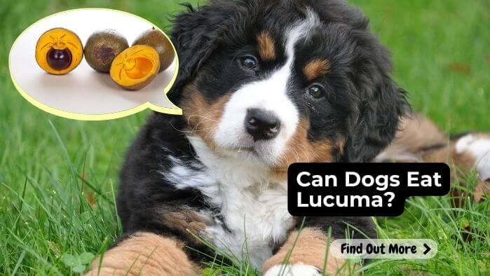 Can Dogs Eat Lucuma