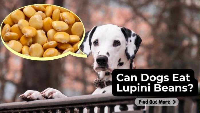 Can Dogs Eat Lupini Beans