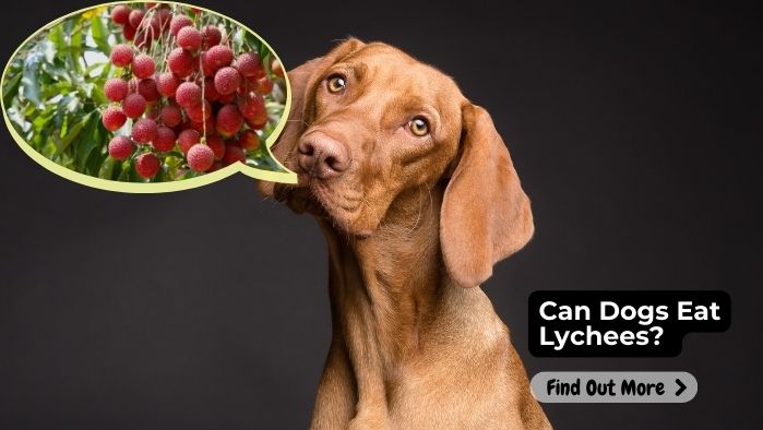 Can Dogs Eat Lychees