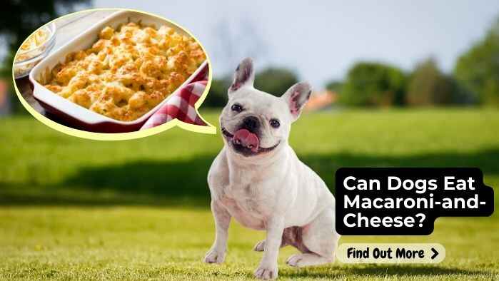 Can Dogs Eat Macaroni and Cheese