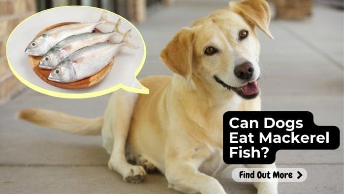 Can Dogs Eat Mackerel Fish