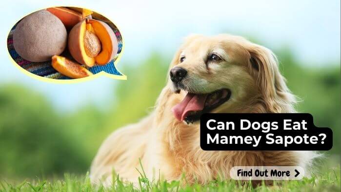 Can Dogs Eat Mamey Sapote