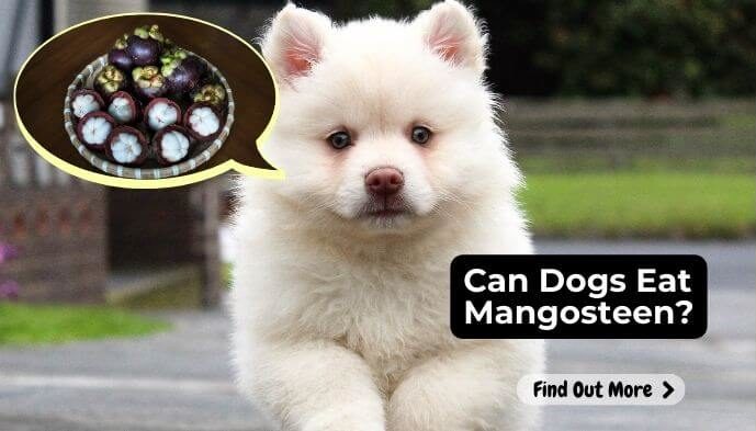 Can Dogs Eat Mangosteen