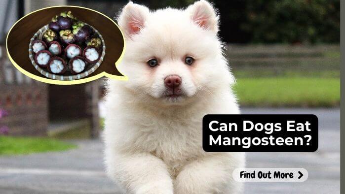 Can Dogs Eat Mangosteen